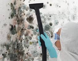 Best Attic Mold Removal in USA